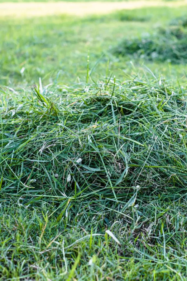 A pile of long grass clippings with some seed heads included.