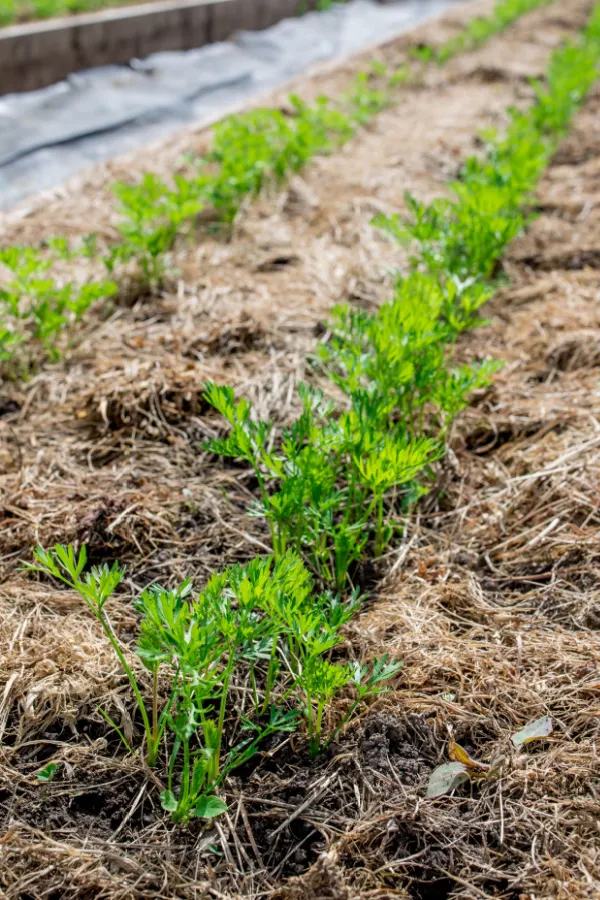 Mulching grass store