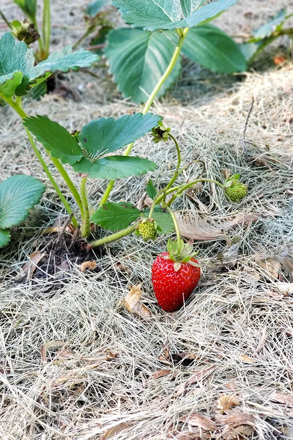 mulch for strawberry plants.