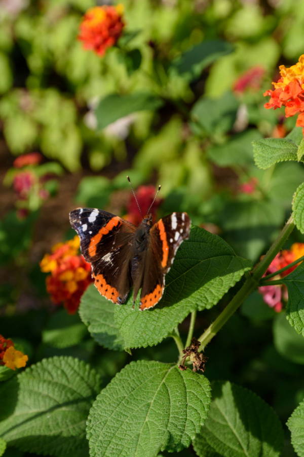 Butterfly landed on the foliage of growing lantana plants.