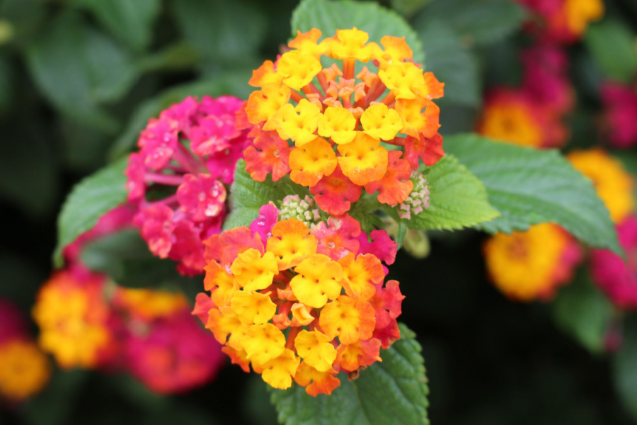 The Secrets To Growing Lantana - And Keep It Blooming Big!