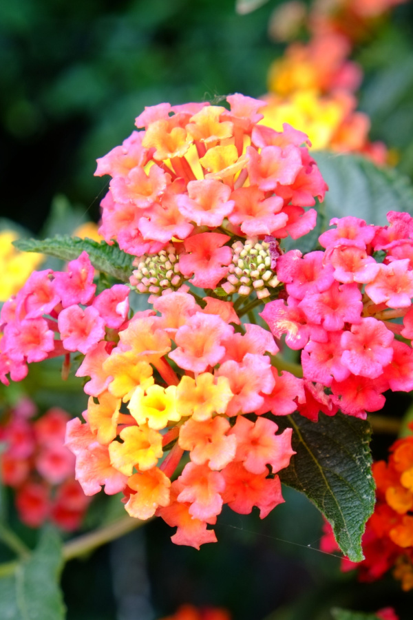 Lantana blooms that are pink, orange, and yellow in color.