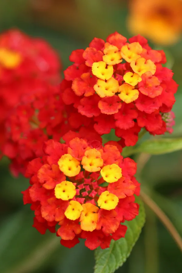 Red lantana that is red, orange and yellow blooms