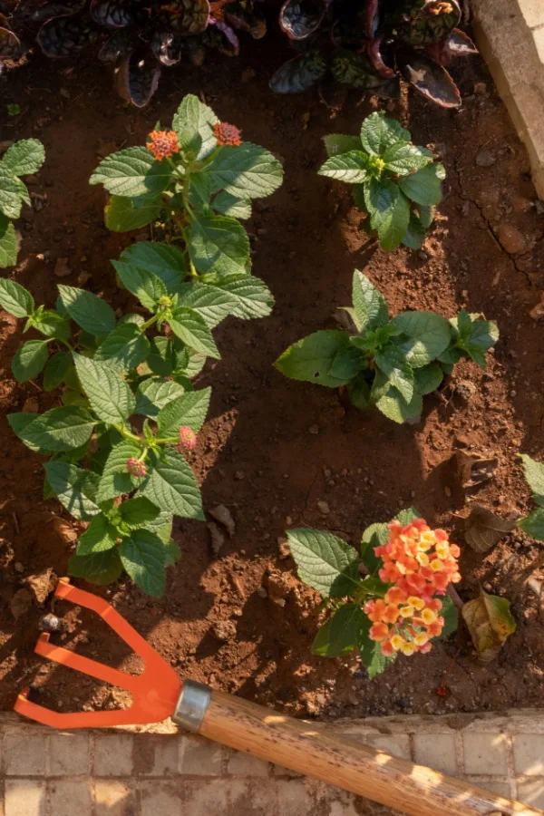 A garden tool and a flowerbed with young lantanas growing