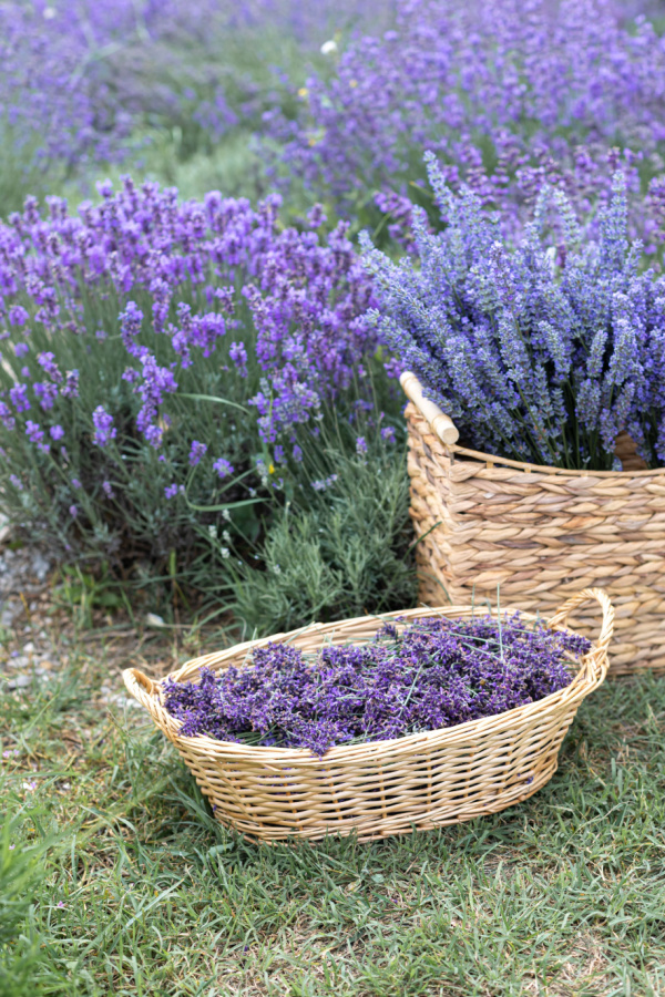 lavender cut in baskets and growing in a garden