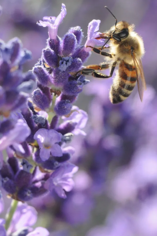 a closeup of a bee on a lavender plant bloom and growing in a garden space