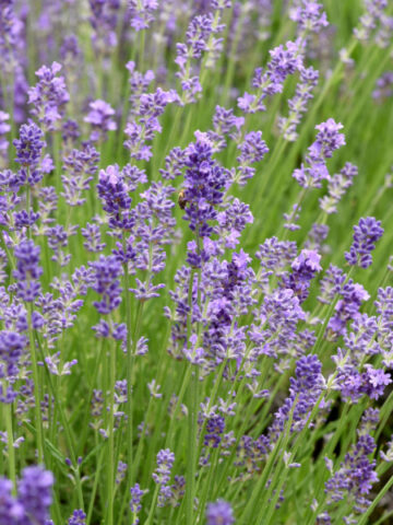 A field of lavender growing