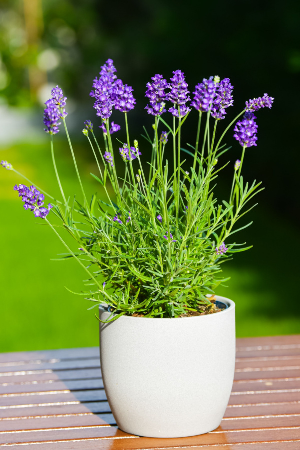 A lavender plant growing in a pot on a deck or wooden table