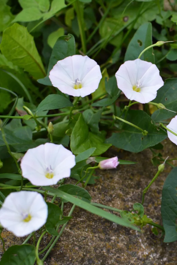 Invasive white Convolvulus arvensis plant