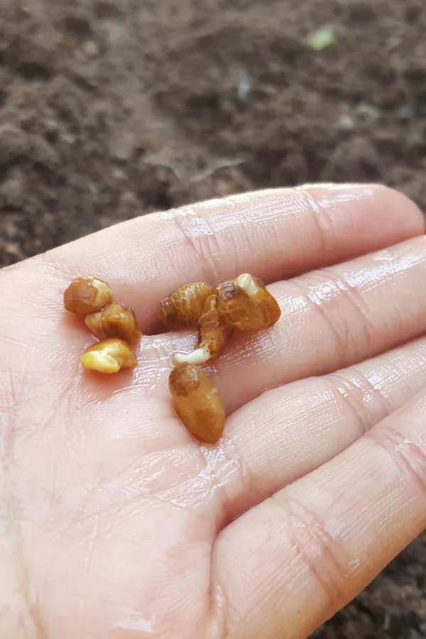 A hand holding morning glory seeds that have been soaked in water prior to planting