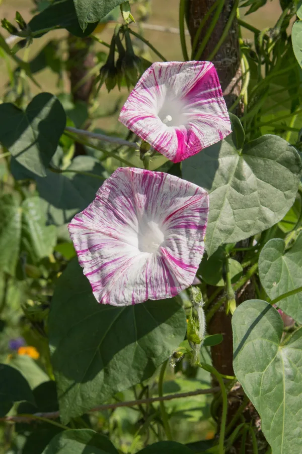 pink and white variegated morning glory blooms