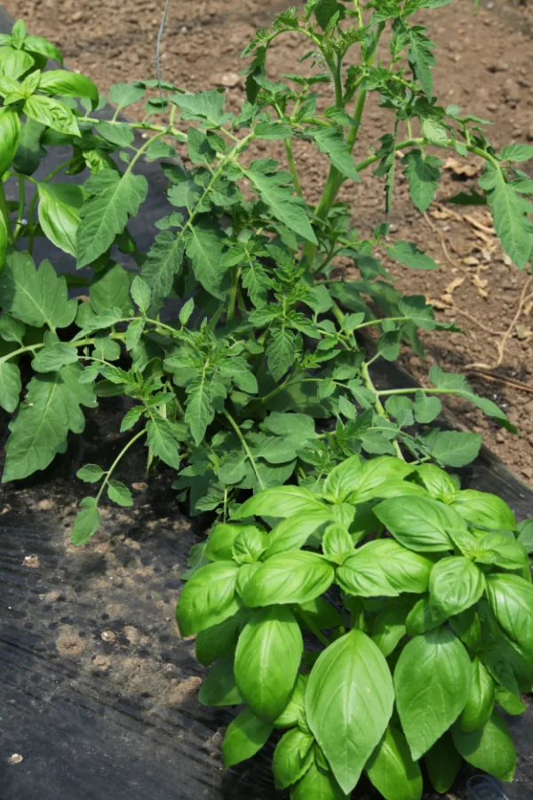 Planting Basil With Tomatoes How Basil Makes Tomatoes Better