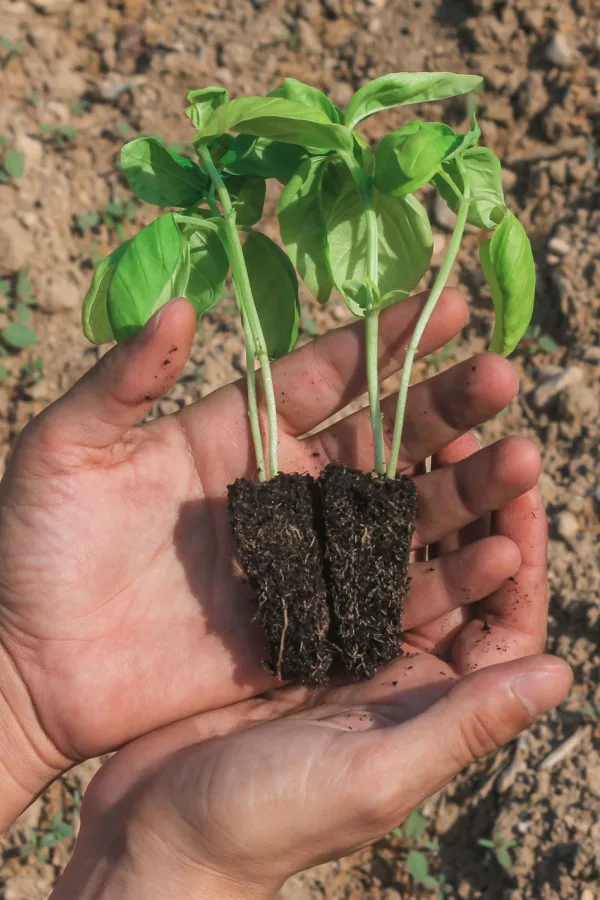 A man's hands holding basil transplants. 