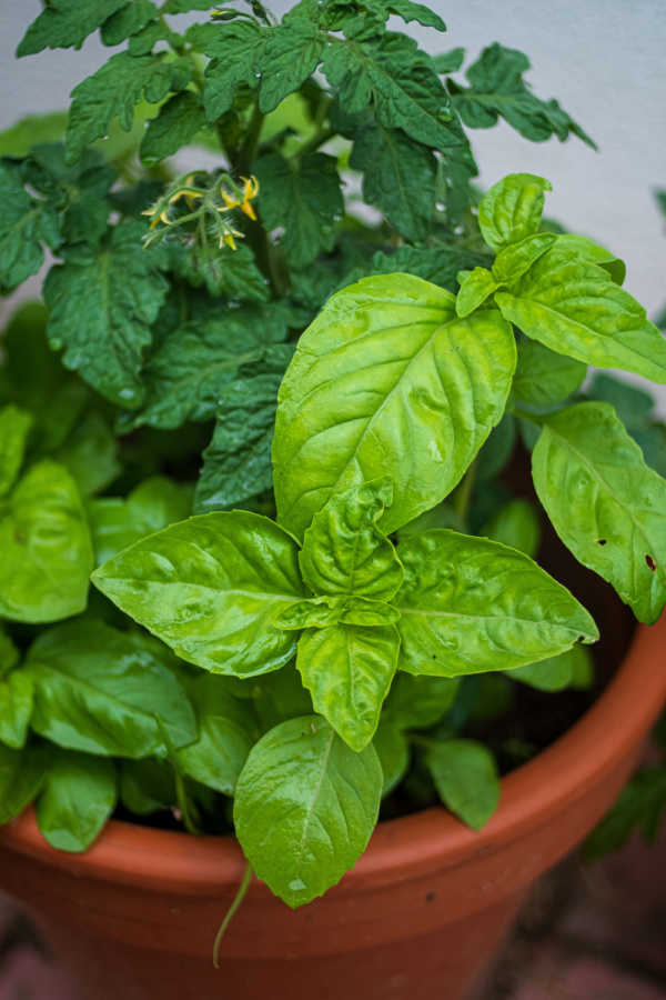 basil and tomato plants together in a reddish pot