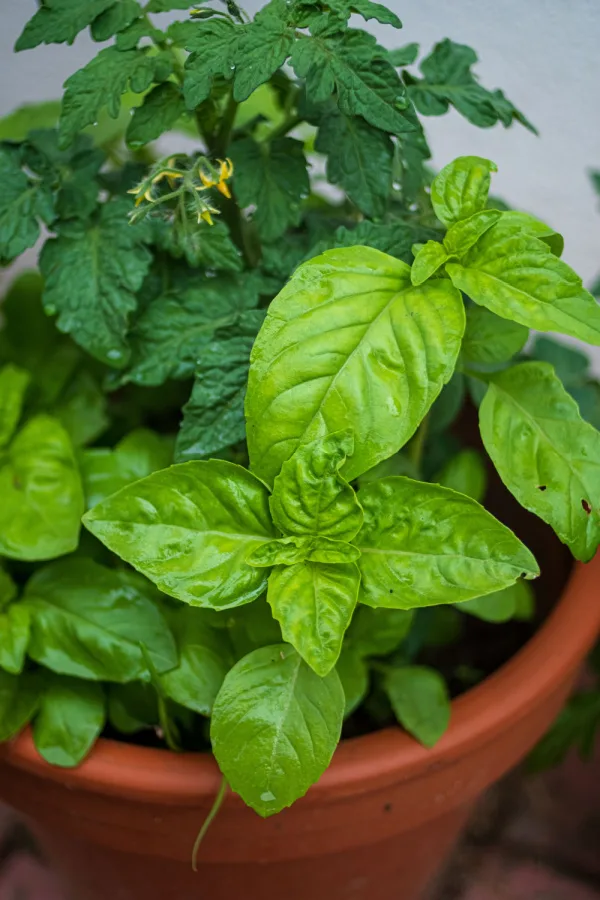 Planting Basil With Tomatoes How Basil Makes Tomatoes Better