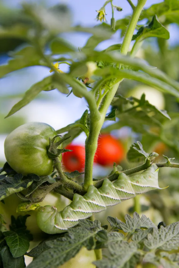 A tomato hornworm on a tomato plant