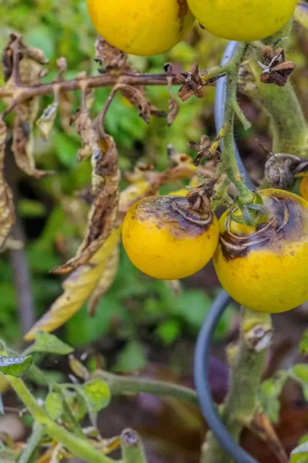 Tomatoes and leaves that are starting to brown and die.