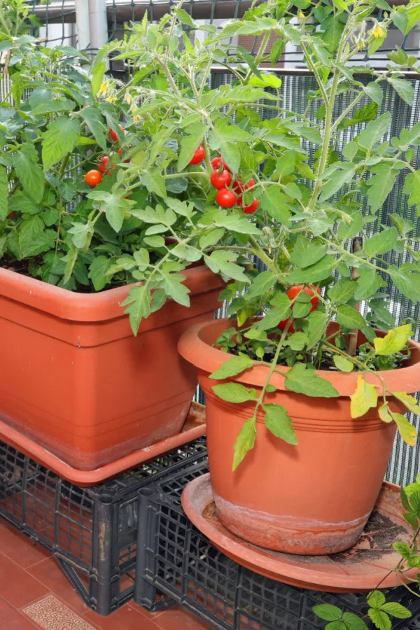 tomato plants growing in containers. Using the same soil each year can cause plants to get tomato blight and other diseases. 