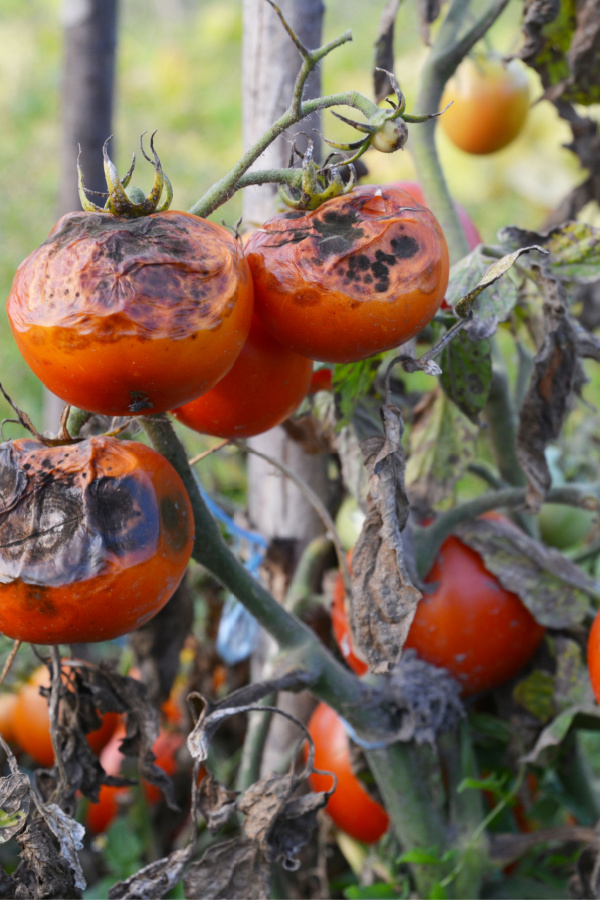 A severe case of late season tomato blight caused by infected spores