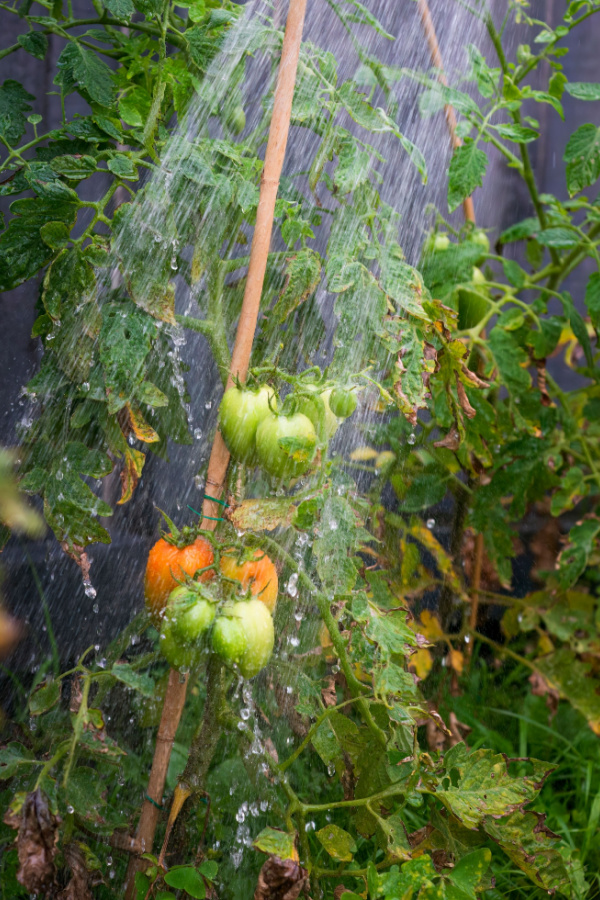 watering plants overhead - what causes tomato blight