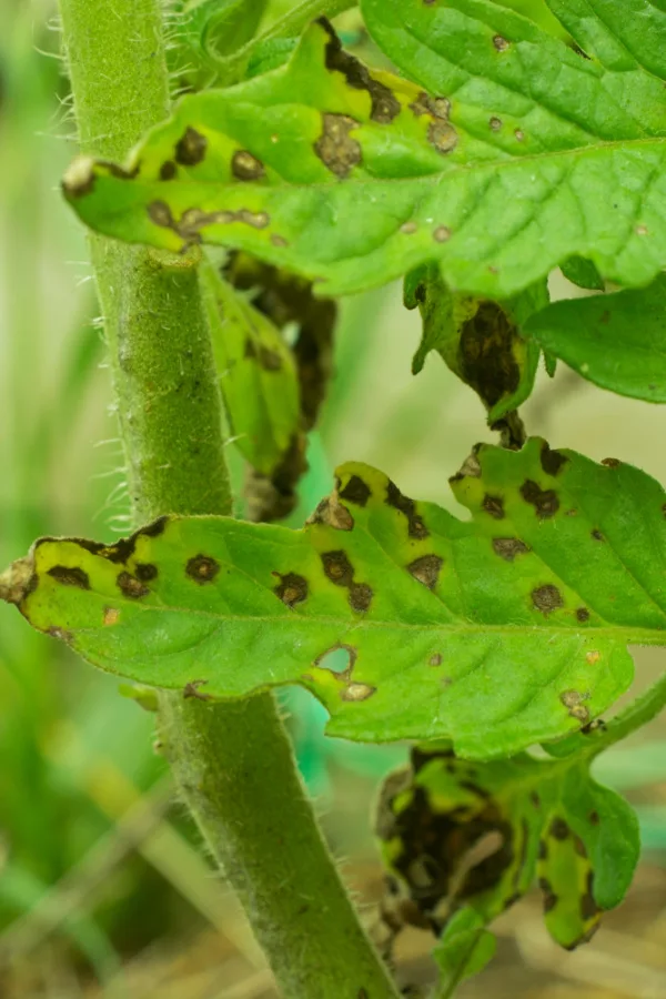 Green tomato leaves that have leaf spot on them. 