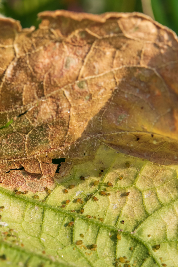 A dying leaf with aphids all over it.
