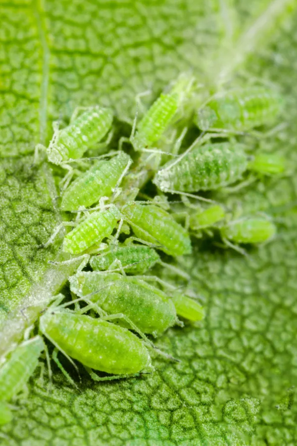 A bunch of green aphids on a green leaf