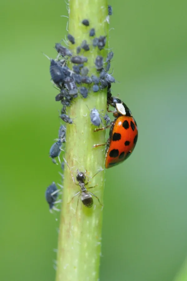 Many bugs on a stem with a ladybug and an ant as well. 