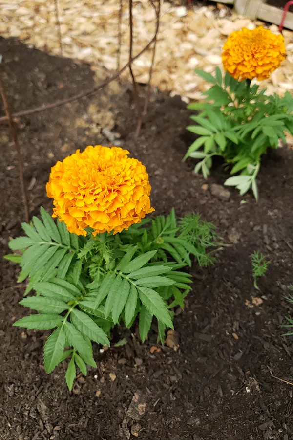 Marigolds around a tomato cage.