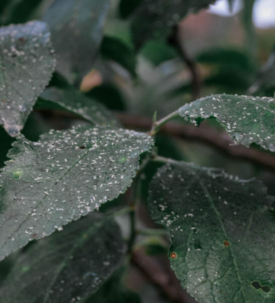 aphids on vegetable plants