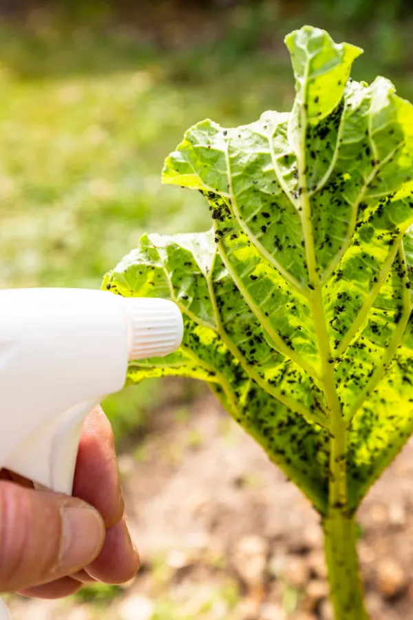 A hand holding a white sprayer ready to spray a leaf infested with aphids.