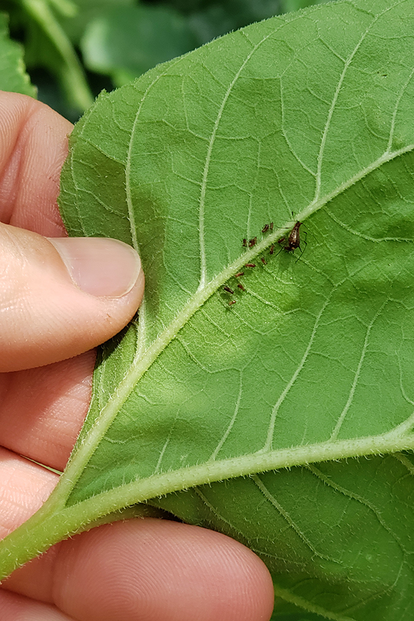 Brown aphids on the bottom of a leaf
