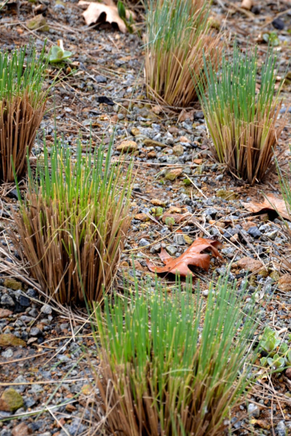 dividing and cutting back ornamental grasses