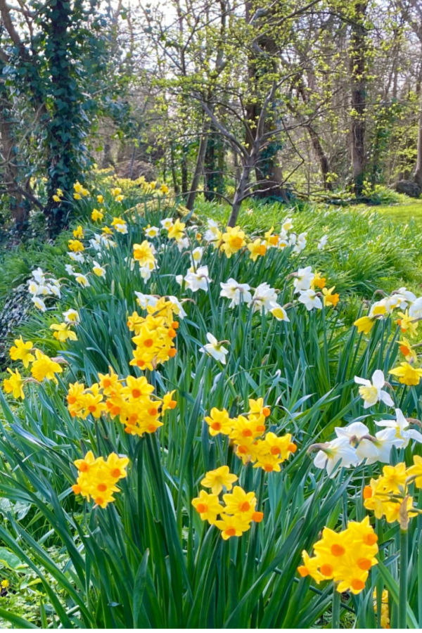 daffodils after they bloom