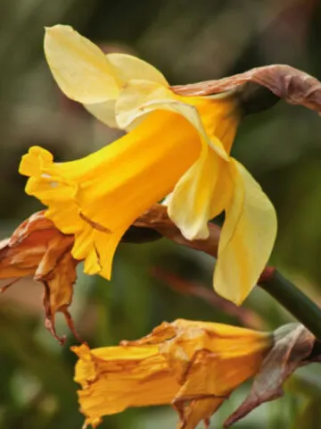 daffodils after blooms die off