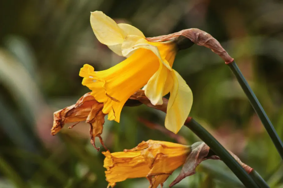 daffodils after blooms die off