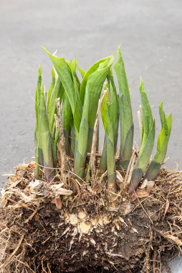 dividing hostas