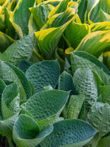 how top divide hostas in the spring