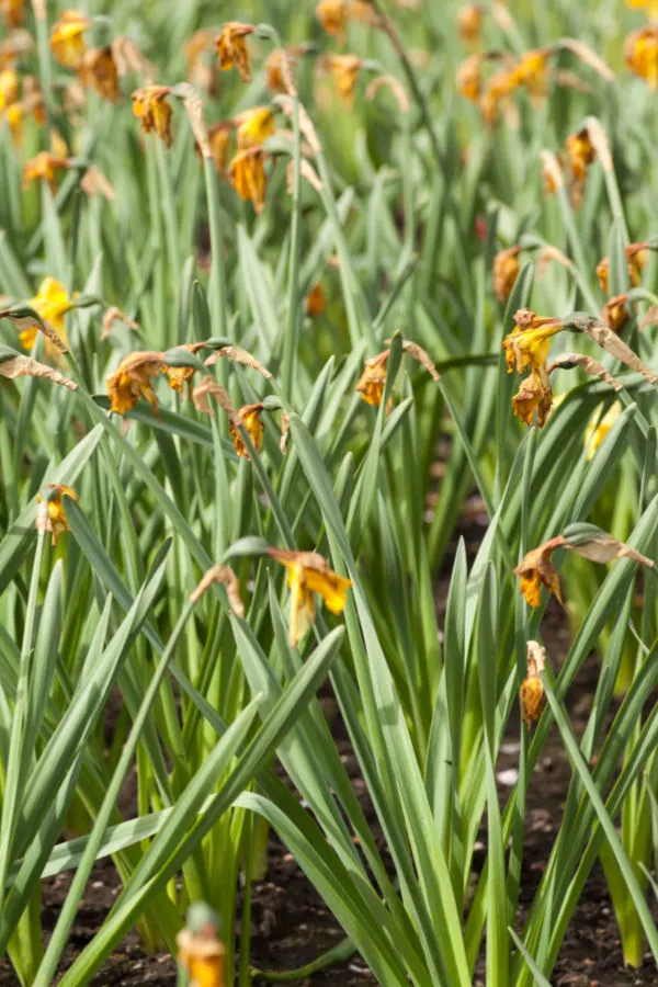 daffodils dying off