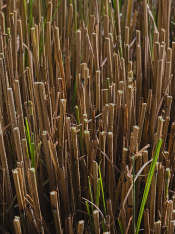 how to cut back and divide ornamental grasses
