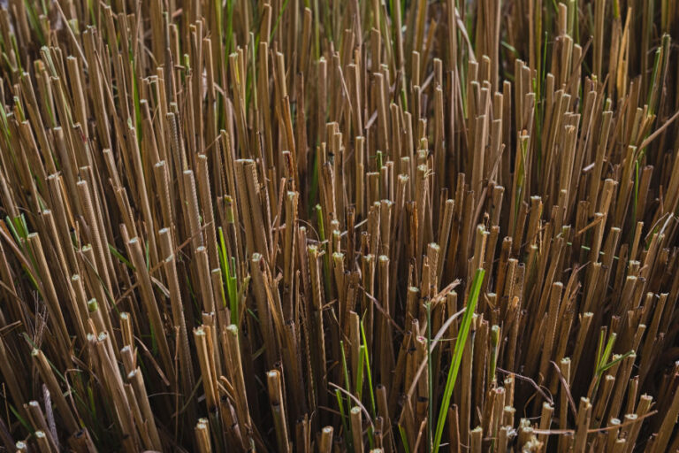 How To Cut Back & Divide Ornamental Grasses In Early Spring!