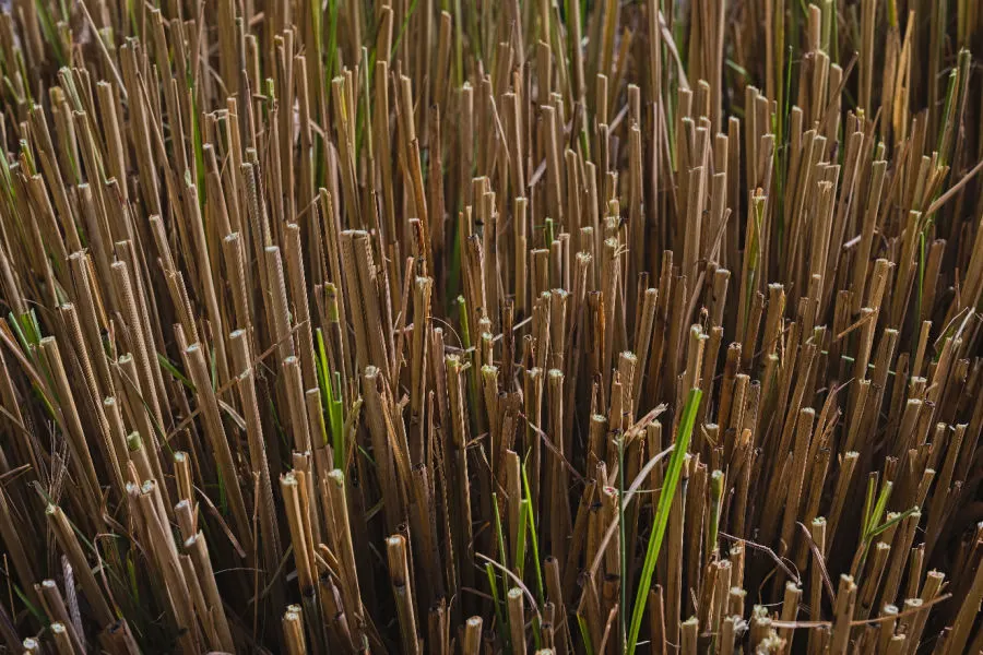 how to cut back and divide ornamental grasses