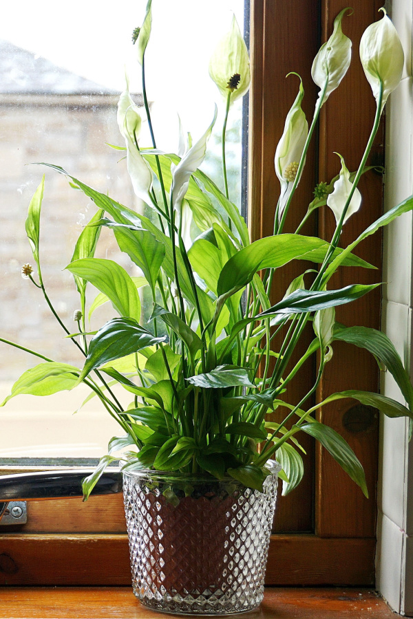 A peace lily plant with several white blooms sitting next to a wooden window frame. 