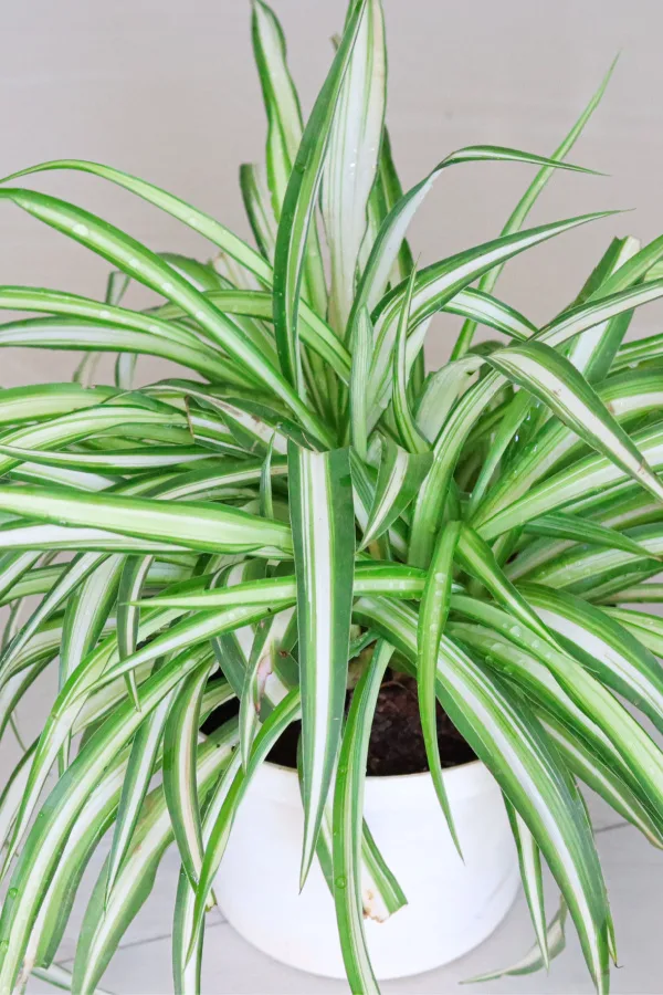 Spider plant in a white container. 