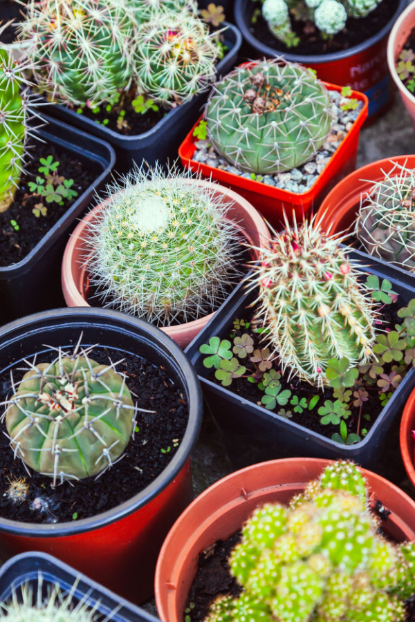 cacti houseplants in small containers do not help to add humidity to homes