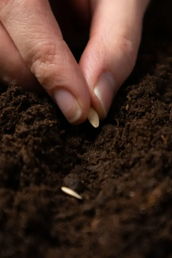 plant cucumbers by seed, not with transplants