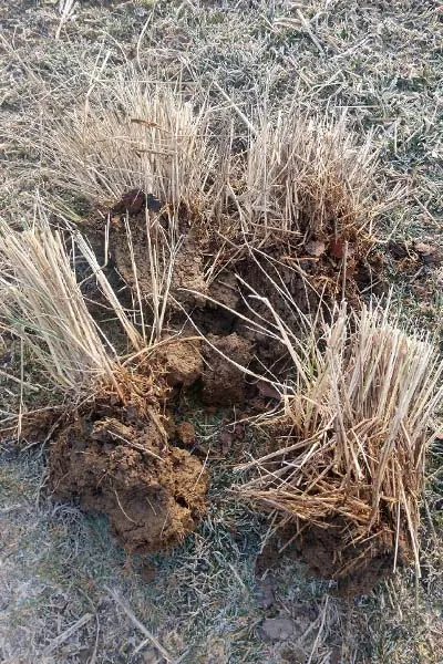 splitting perennials