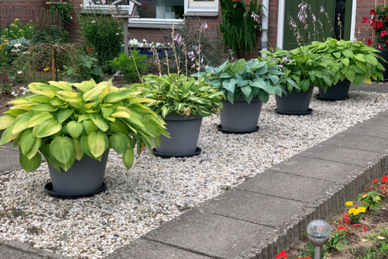 How To Divide Hostas In The Spring Create New Plants For Free!