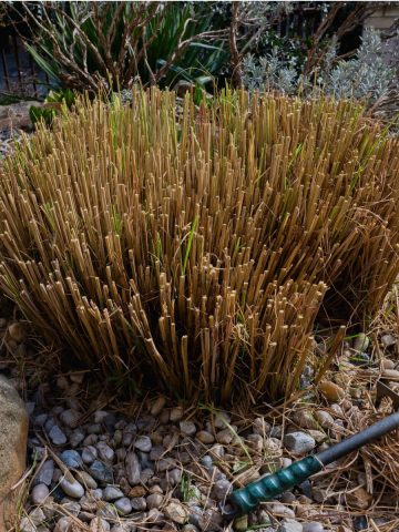 prune back and divide ornamental grass