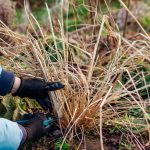 How To Prune And Divide Ornamental Grass In Late Winter Spring